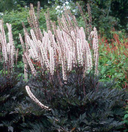 G5212 Actaea Simplex 'pink Spike' - View 10 from www redcrocus com