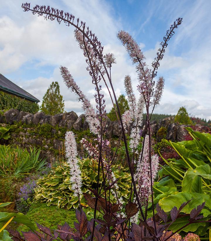 G5212 Actaea Simplex 'pink Spike' - View 13 from www redcrocus com