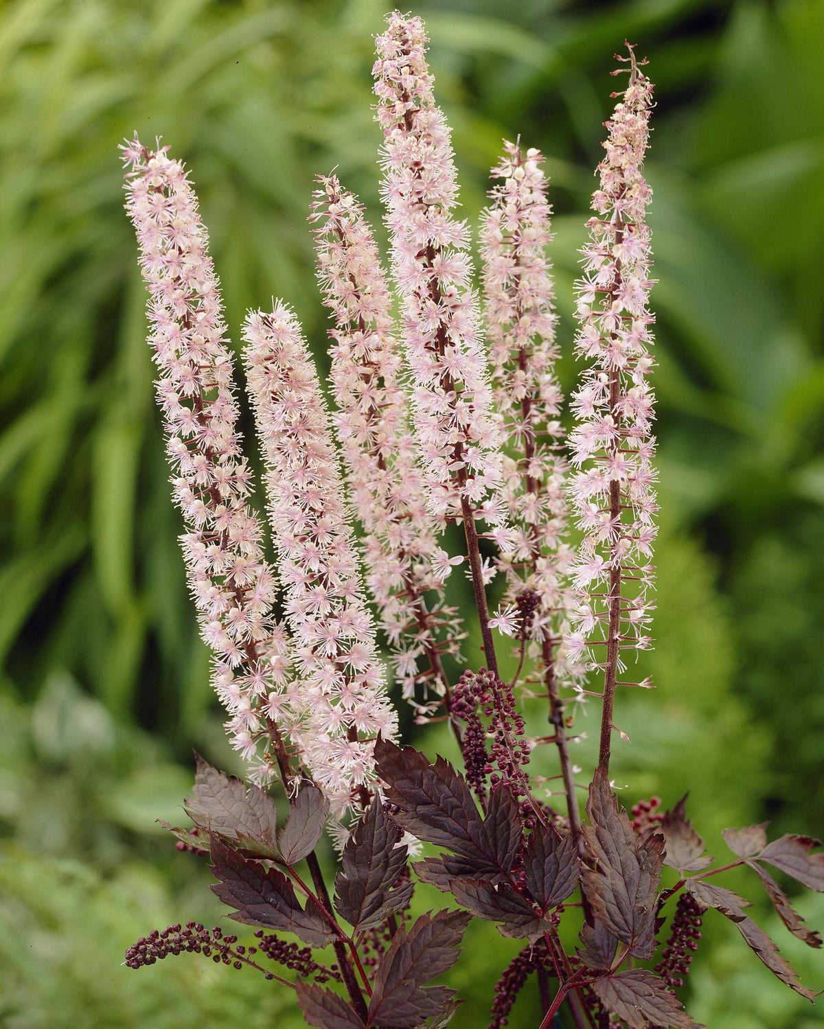 G5212 Actaea Simplex 'pink Spike' - View 19 from www redcrocus com