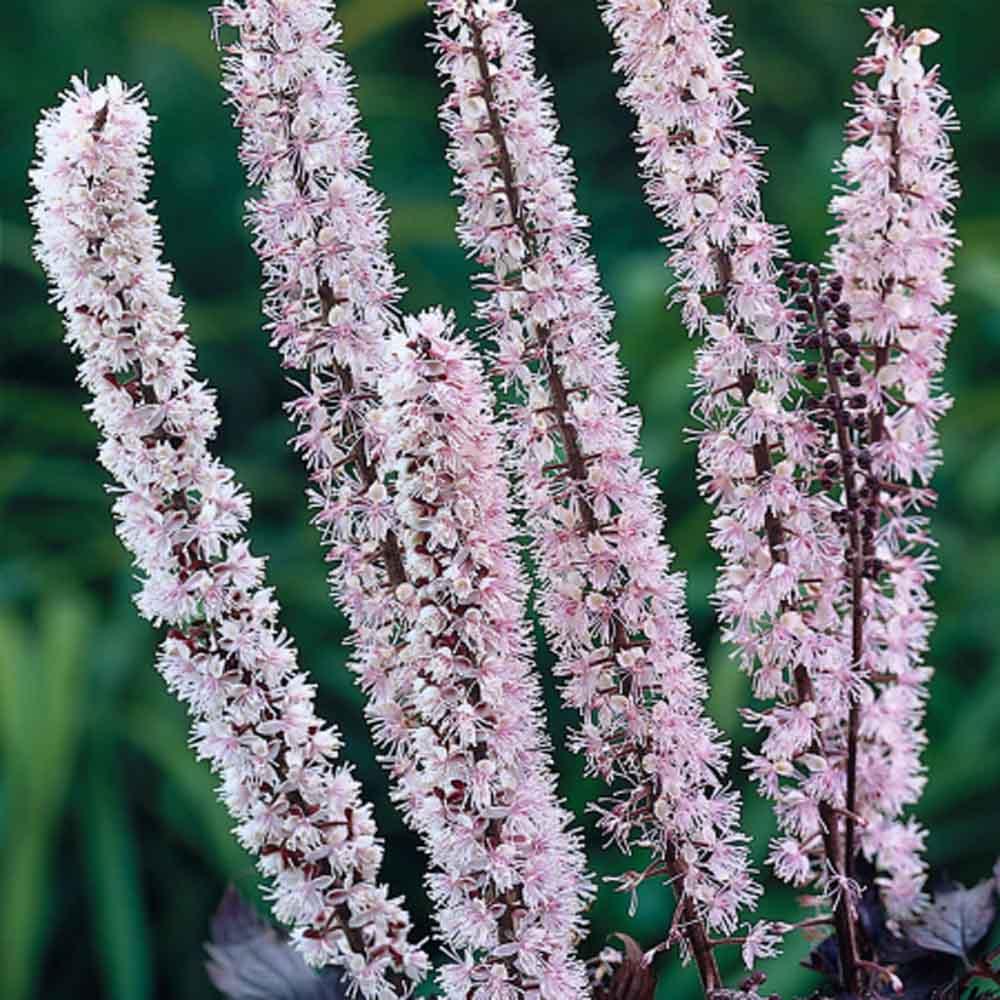G5212 Actaea Simplex 'pink Spike' - View 30 from www redcrocus com