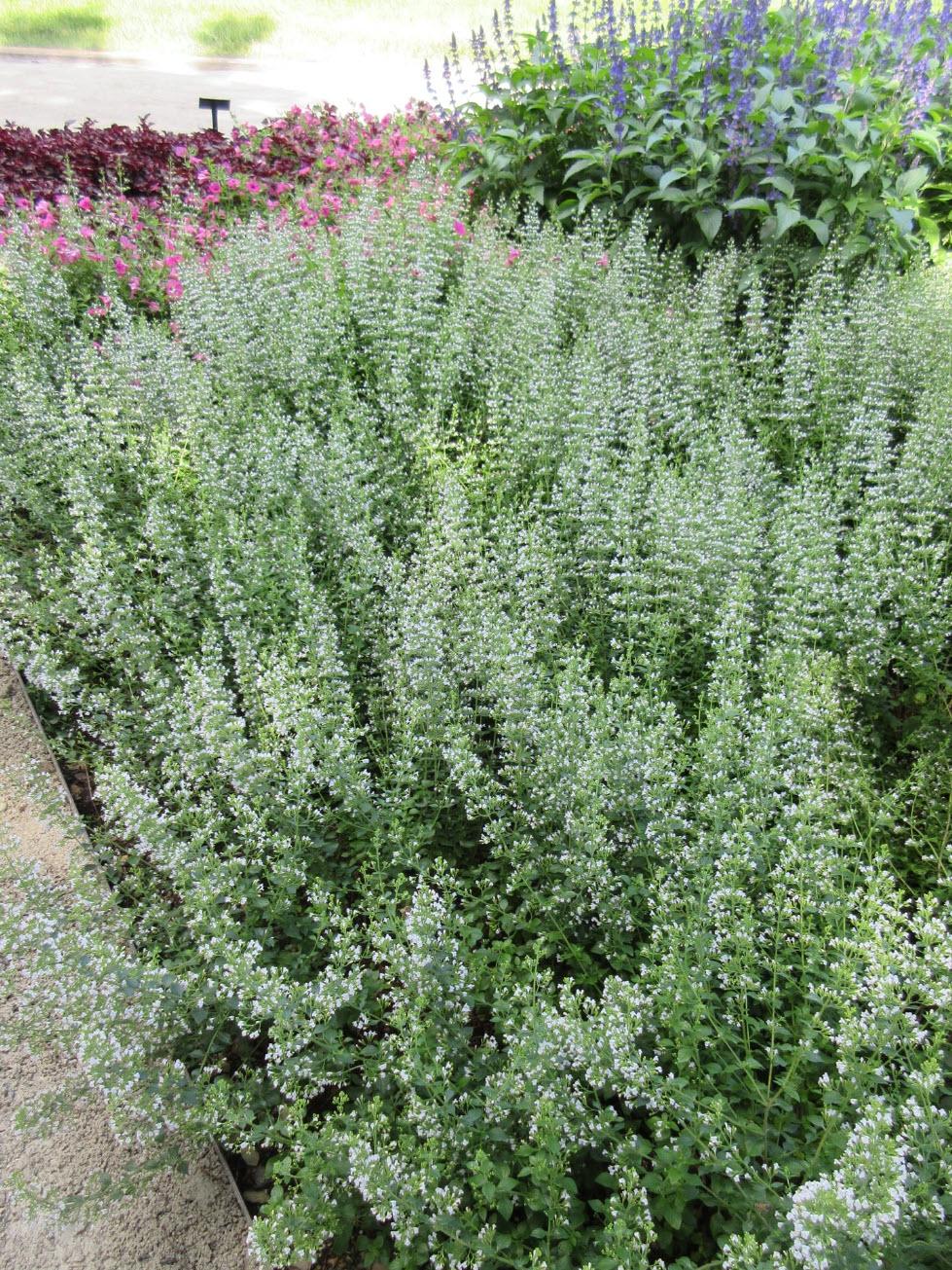 G5230 Calamintha Nepeta 27white Cloud 27 23 88c22f61 407f 45df 83c2 2f268a84c6be from www redcrocus com