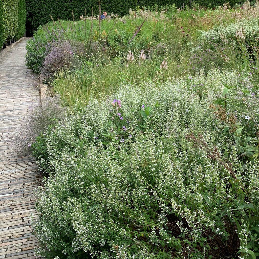G5230 Calamintha Nepeta 27white Cloud 27 25 2f825890 48c6 4a44 8d05 E2e202f54be8 from www redcrocus com