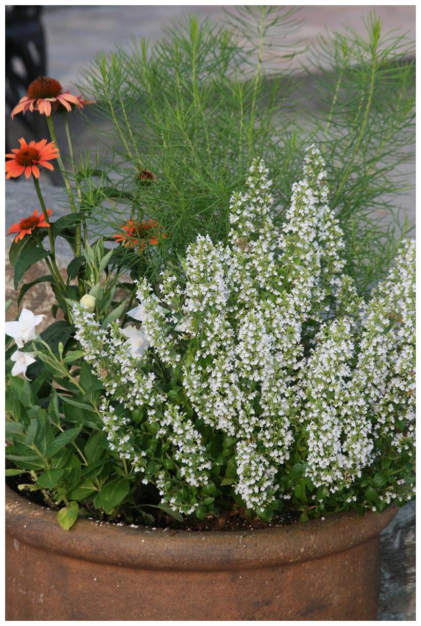 G5230 Calamintha Nepeta 27white Cloud 27 27 10a458ec A85d 474d Bf95 Ecfe538d8d59 from www redcrocus com