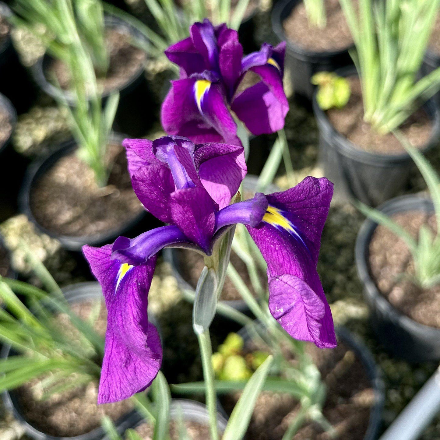 G5244 Iris Ensata Variegata - View 11 from www redcrocus com