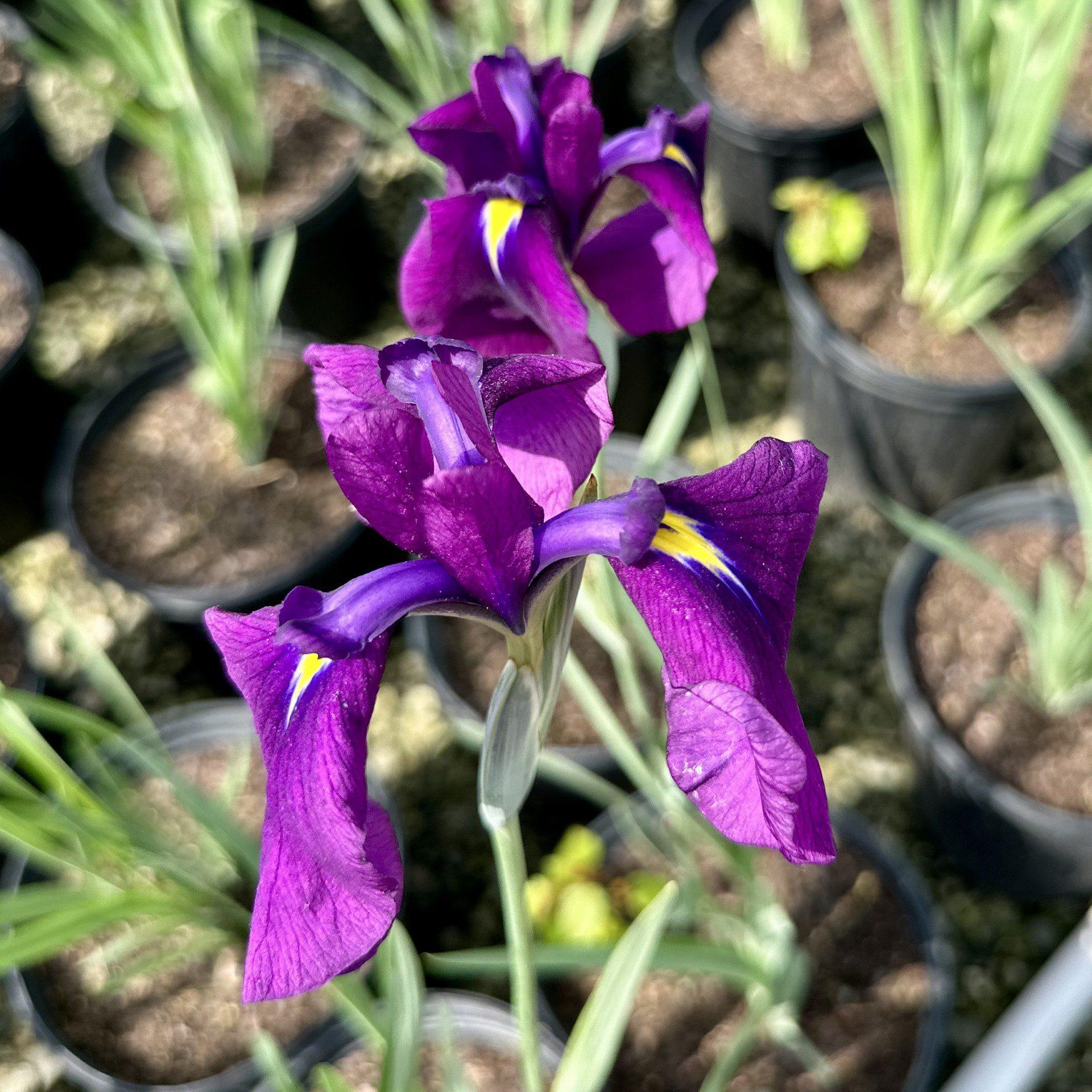 G5244 Iris Ensata Variegata - View 11 from www redcrocus com