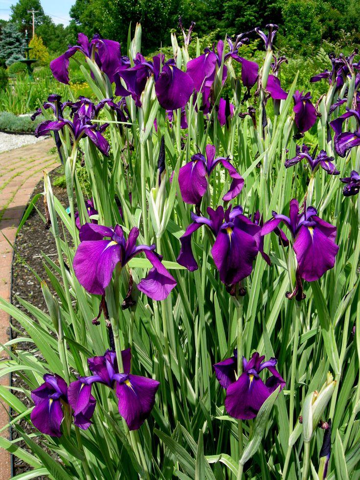 G5244 Iris Ensata Variegata - View 16 from www redcrocus com