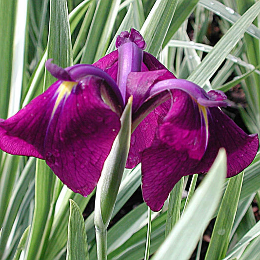 G5244 Iris Ensata Variegata - View 1 from www redcrocus com