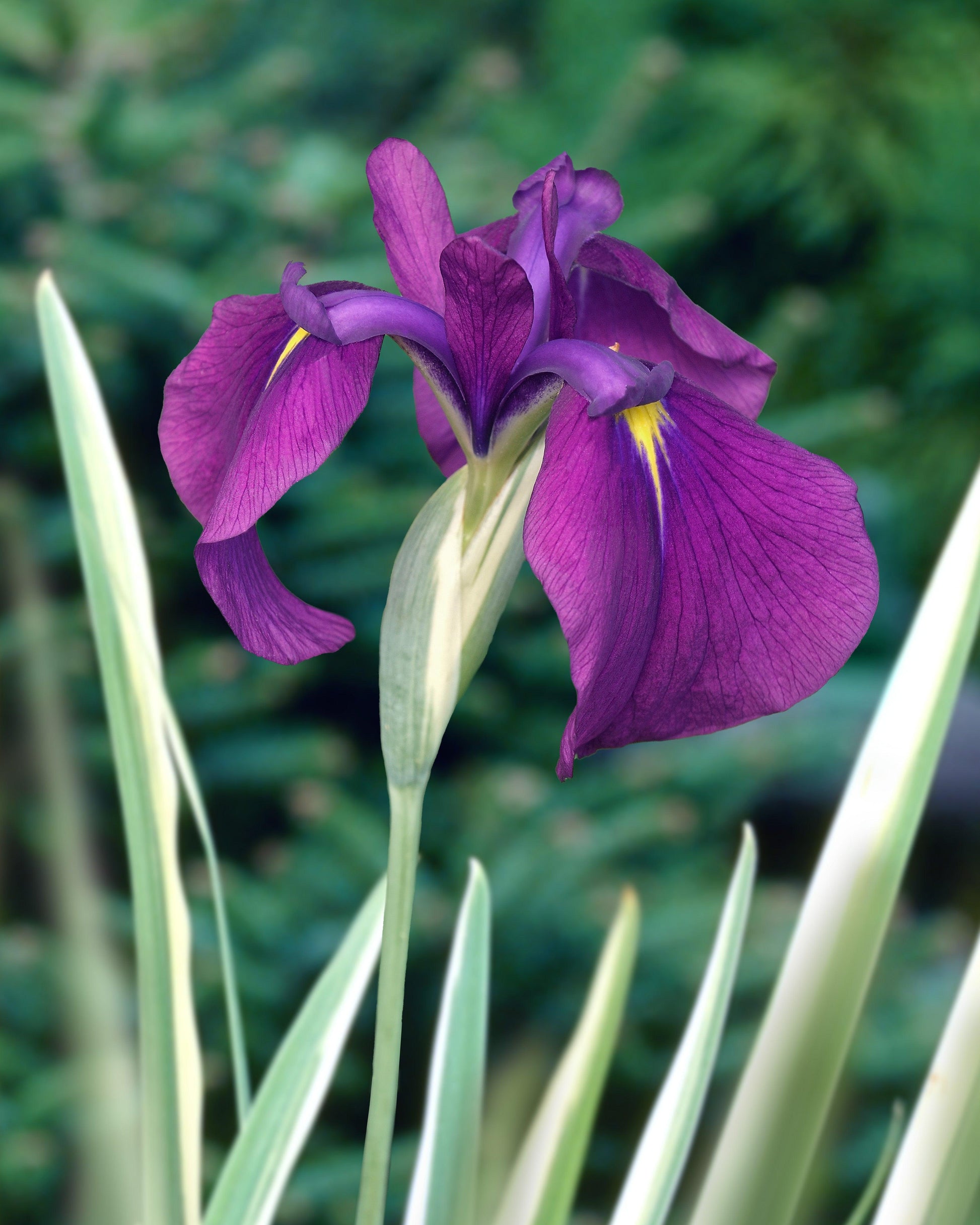 G5244 Iris Ensata Variegata - View 2 from www redcrocus com