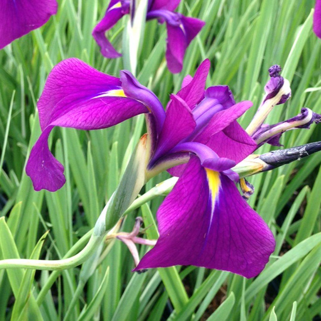 G5244 Iris Ensata Variegata - View 3 from www redcrocus com
