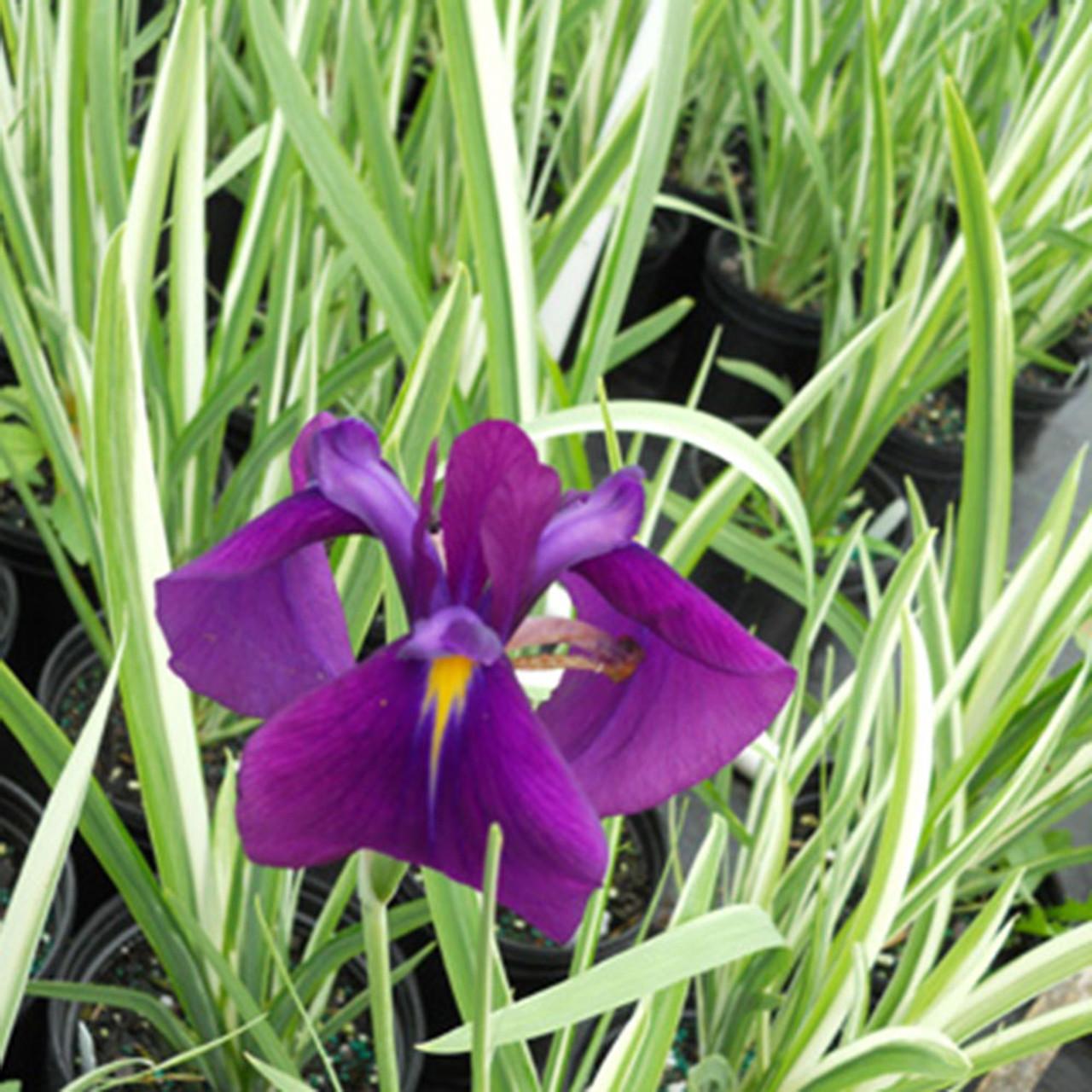 G5244 Iris Ensata Variegata - View 4 from www redcrocus com
