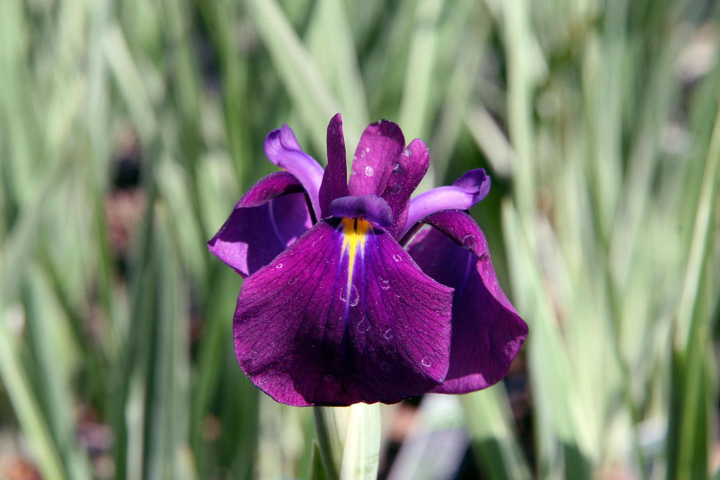 G5244 Iris Ensata Variegata - View 5 from www redcrocus com