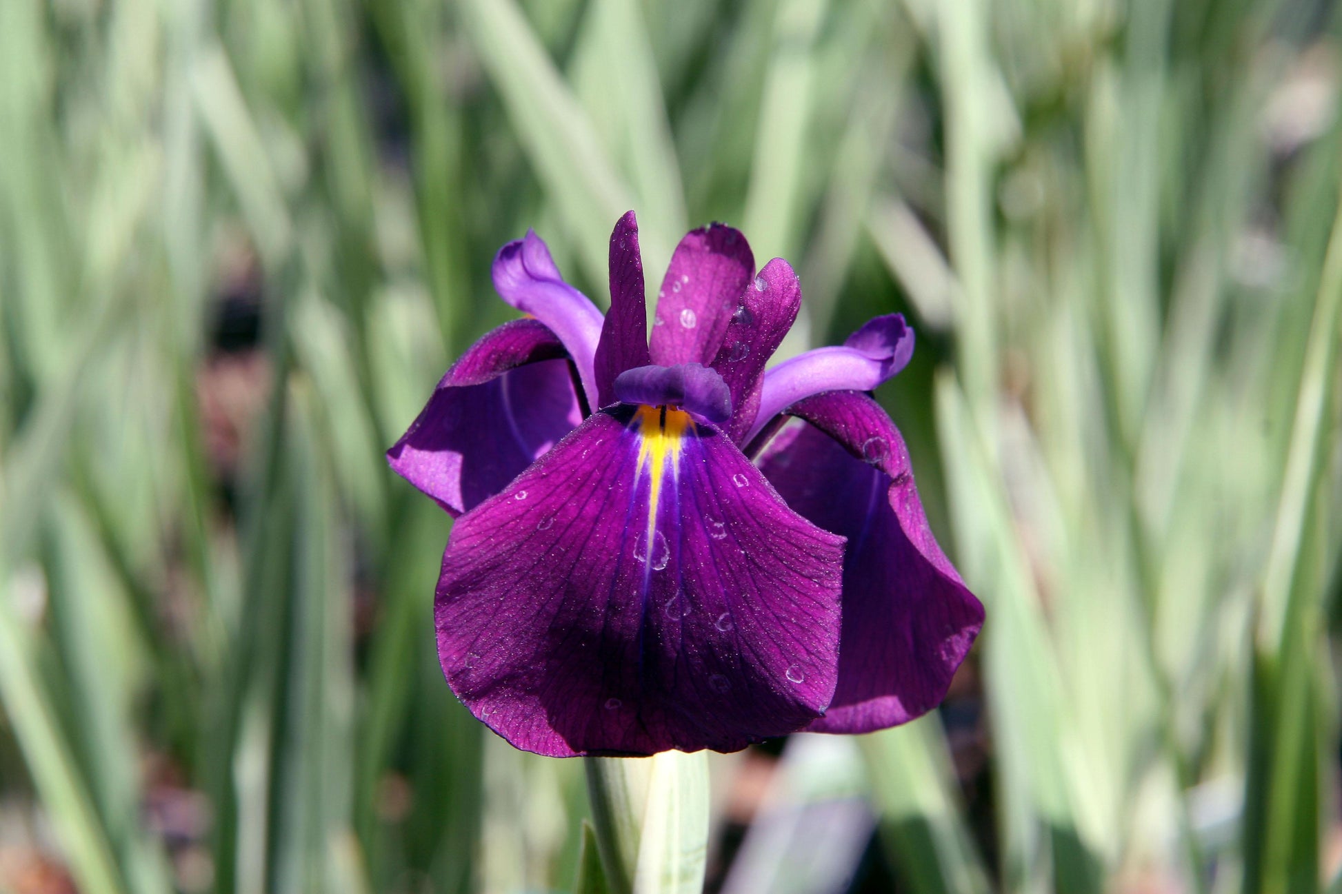 G5244 Iris Ensata Variegata - View 5 from www redcrocus com