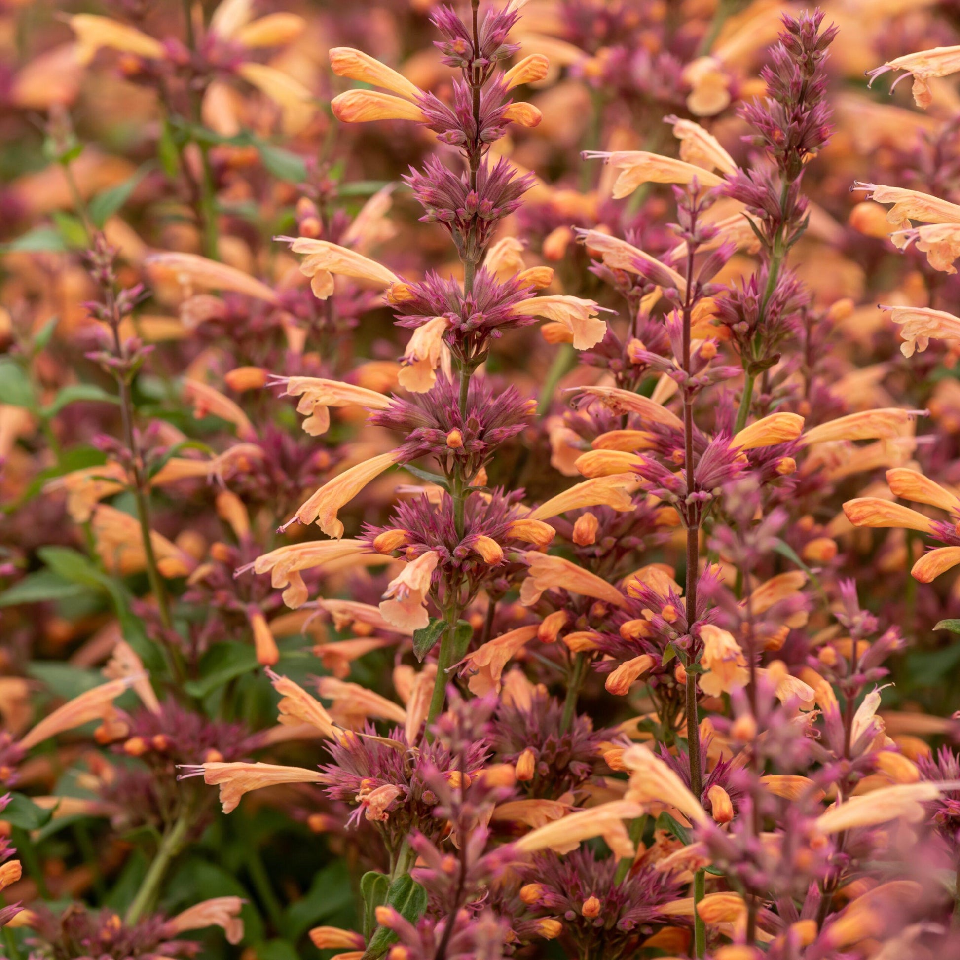 G5247 Agastache Mango Tango - View 13 from www redcrocus com