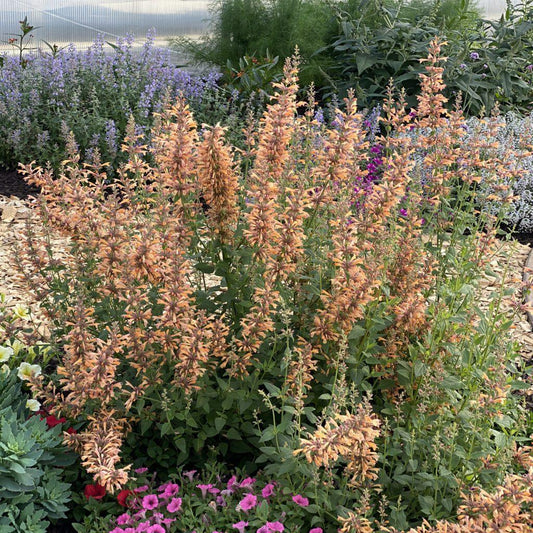 G5247 Agastache Mango Tango - View 1 from www redcrocus com