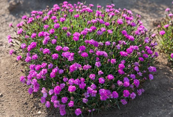 G5250 Dianthus 27mountain Frost Pink Pompom 27 11 A9b3d982 9529 45f7 8bd0 Fa52a0a1bba6 from www redcrocus com