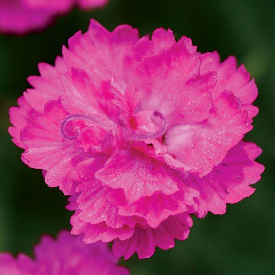 G5250 Dianthus 27mountain Frost Pink Pompom 27 13 Cfb6498b A79f 4e47 94f7 87e84e5c6bb1 from www redcrocus com