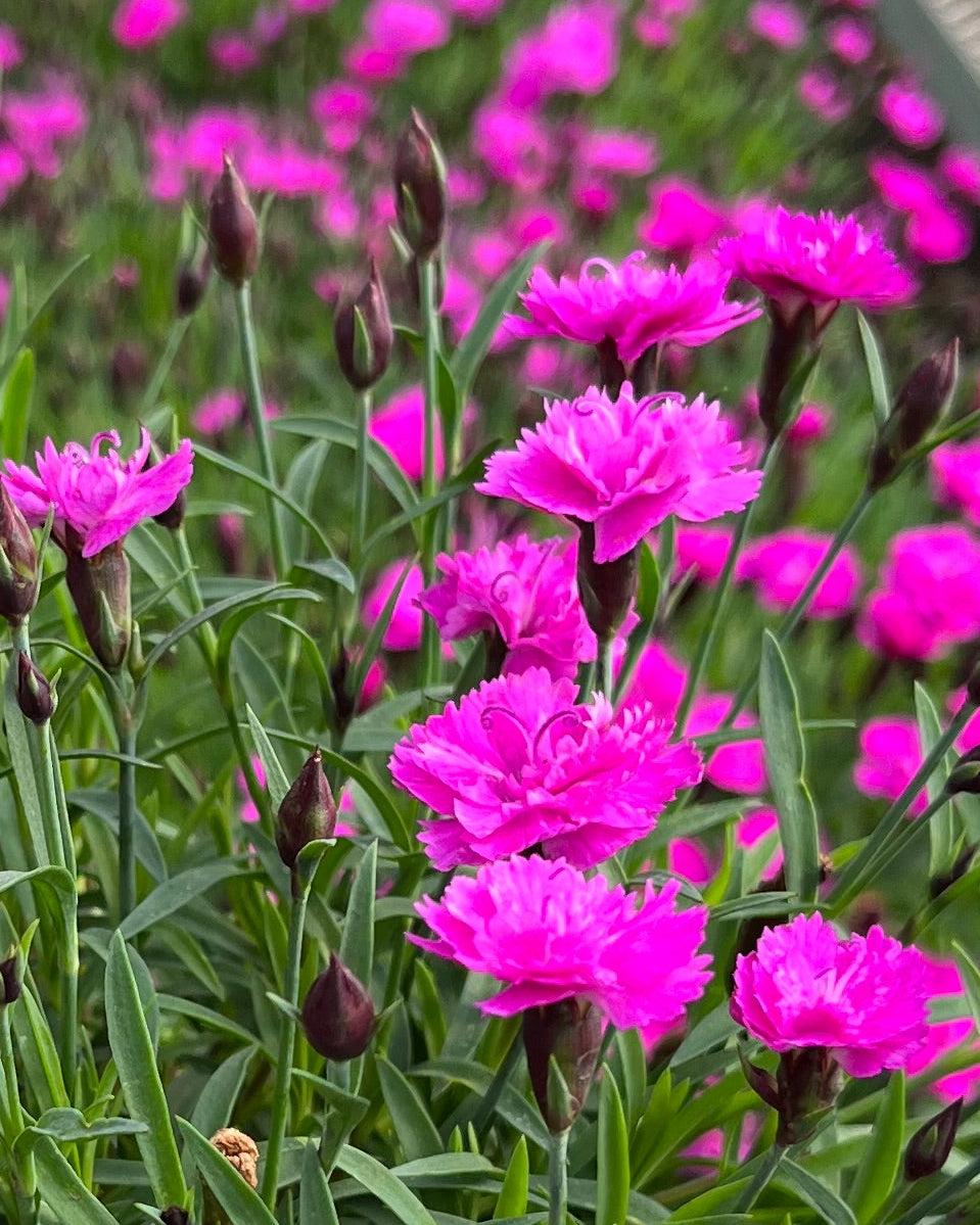 G5250 Dianthus 27mountain Frost Pink Pompom 27 14 5bbc919a 370b 43f0 9aa5 9a95a38de24f from www redcrocus com