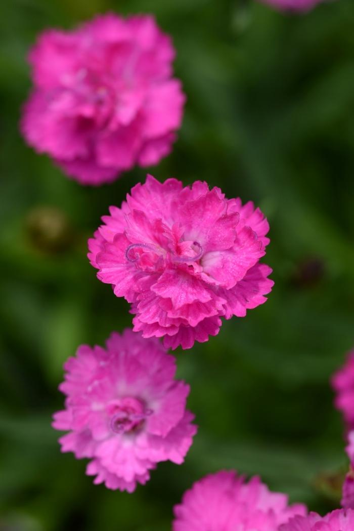 G5250 Dianthus 27mountain Frost Pink Pompom 27 16 2dd3802e 4472 4ed2 B3f2 A143c5eb1a70 from www redcrocus com