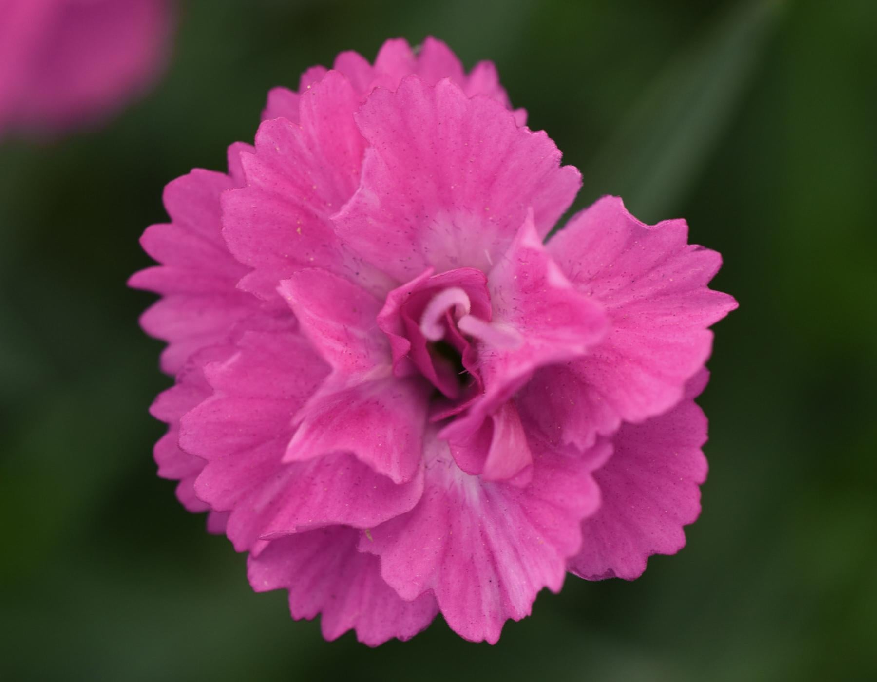 G5250 Dianthus 27mountain Frost Pink Pompom 27 18 0e3bc491 3e3f 4c88 9f98 3c870e0886a9 from www redcrocus com
