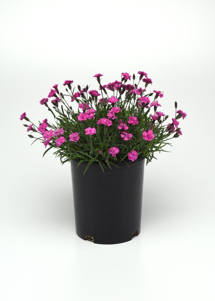 G5250 Dianthus 27mountain Frost Pink Pompom 27 19 97de2a88 Be92 4345 916a 112a9497b6d5 from www redcrocus com