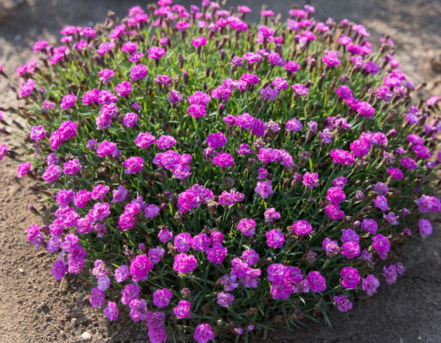 G5250 Dianthus 27mountain Frost Pink Pompom 27 1 F42c5338 2743 4cd4 Af85 48352048a5c7 from www redcrocus com