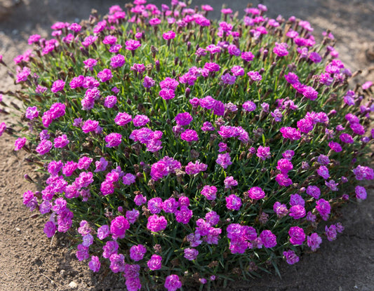 G5250 Dianthus 27mountain Frost Pink Pompom 27 1 F42c5338 2743 4cd4 Af85 48352048a5c7 from www redcrocus com