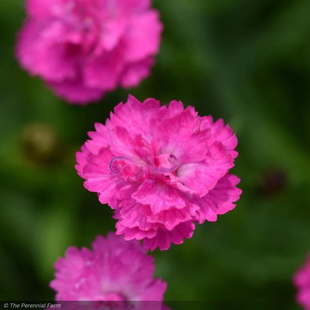 G5250 Dianthus 27mountain Frost Pink Pompom 27 22 2c123c4a Ccdf 44df 8361 57e5fdb01ff8 from www redcrocus com