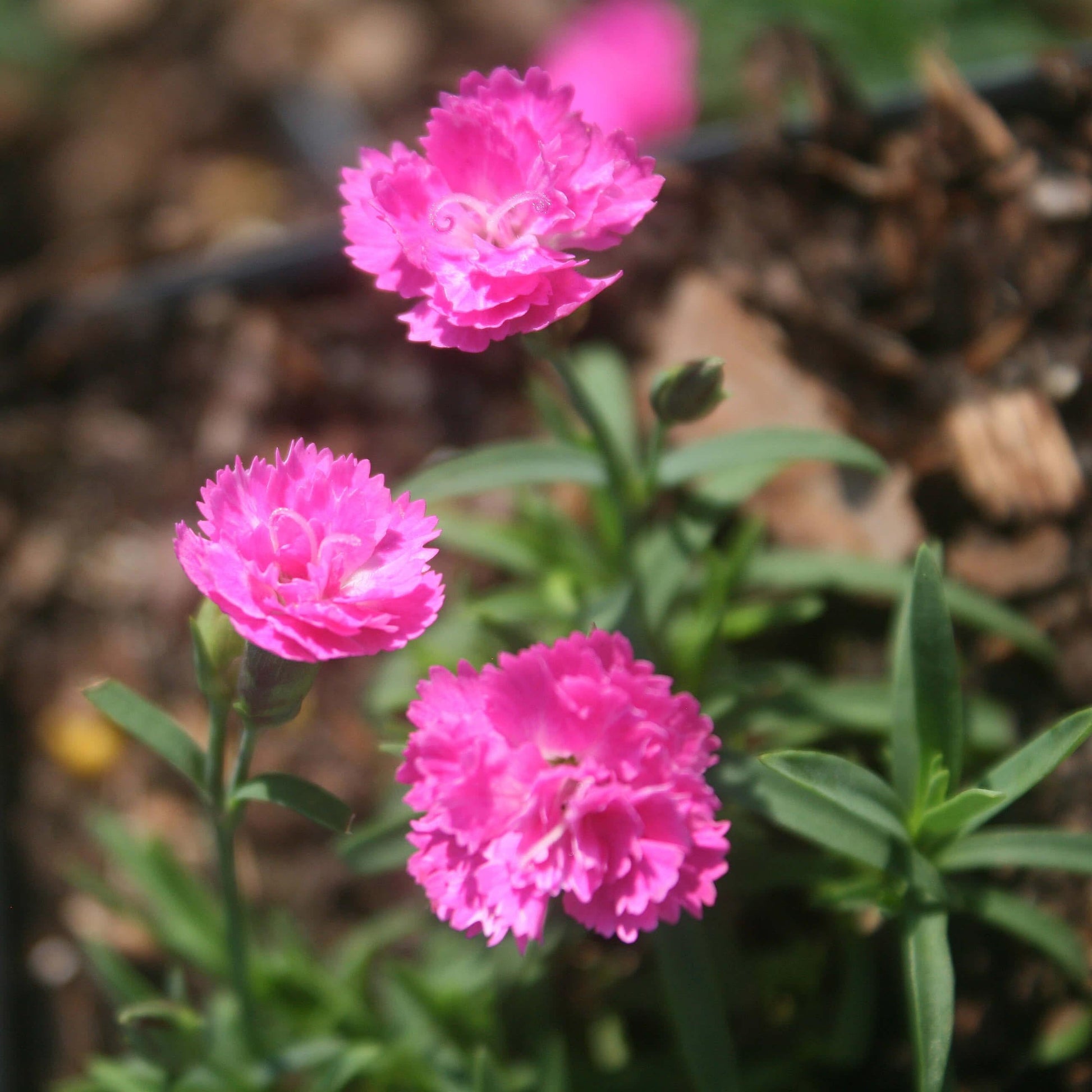 G5250 Dianthus 27mountain Frost Pink Pompom 27 25 1b3c054b 20a0 483f 9c7f 98a5e8e2a716 from www redcrocus com
