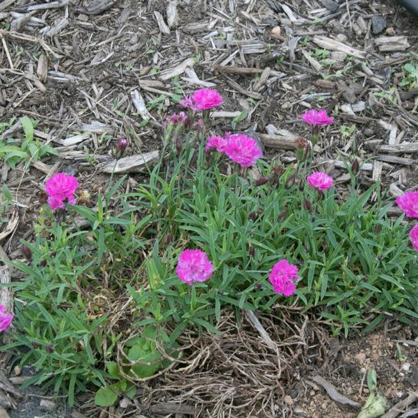 G5250 Dianthus 27mountain Frost Pink Pompom 27 26 2fc23bf8 Cba5 4bf1 A14f Ca73bc027b13 from www redcrocus com