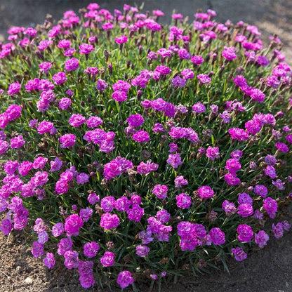 G5250 Dianthus 27mountain Frost Pink Pompom 27 27 79c0f34f Ede4 4eb3 9d74 700e3003732e from www redcrocus com