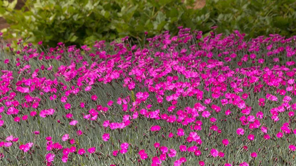G5250 Dianthus 27mountain Frost Pink Pompom 27 28 90d7295d D0a3 419f B63e E3c6764032de from www redcrocus com