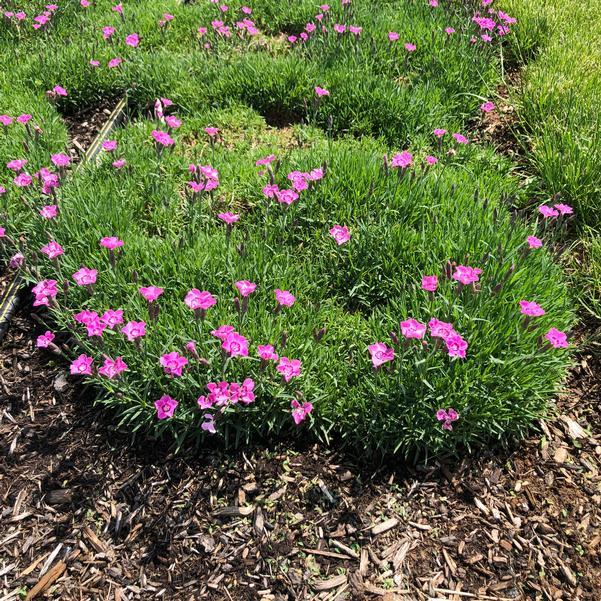 G5250 Dianthus 27mountain Frost Pink Pompom 27 29 456237ea E6b2 4907 8760 F36f5a49214e from www redcrocus com
