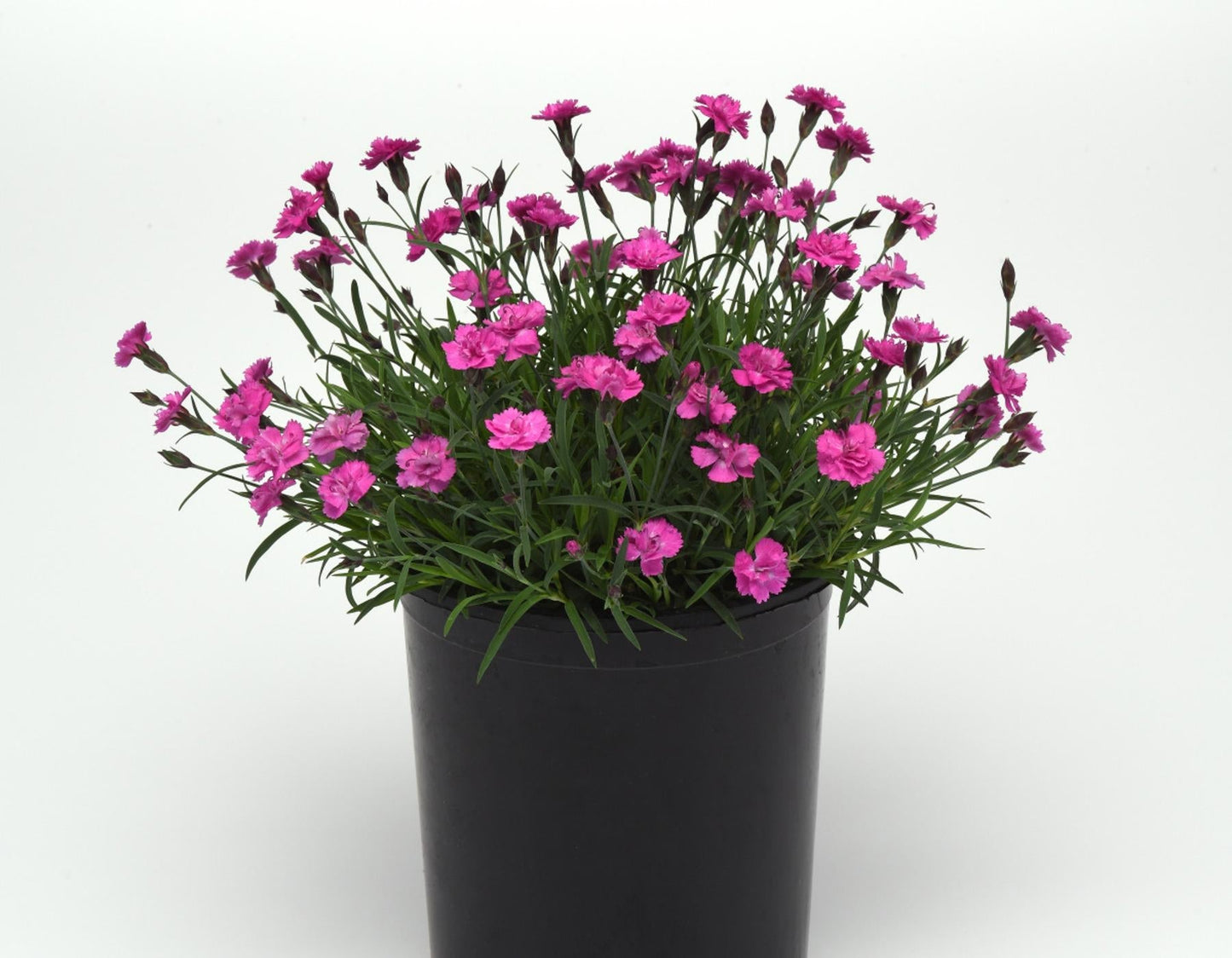 G5250 Dianthus 27mountain Frost Pink Pompom 27 2 C1564a65 D347 4ab7 A1eb E1919ed378c6 from www redcrocus com