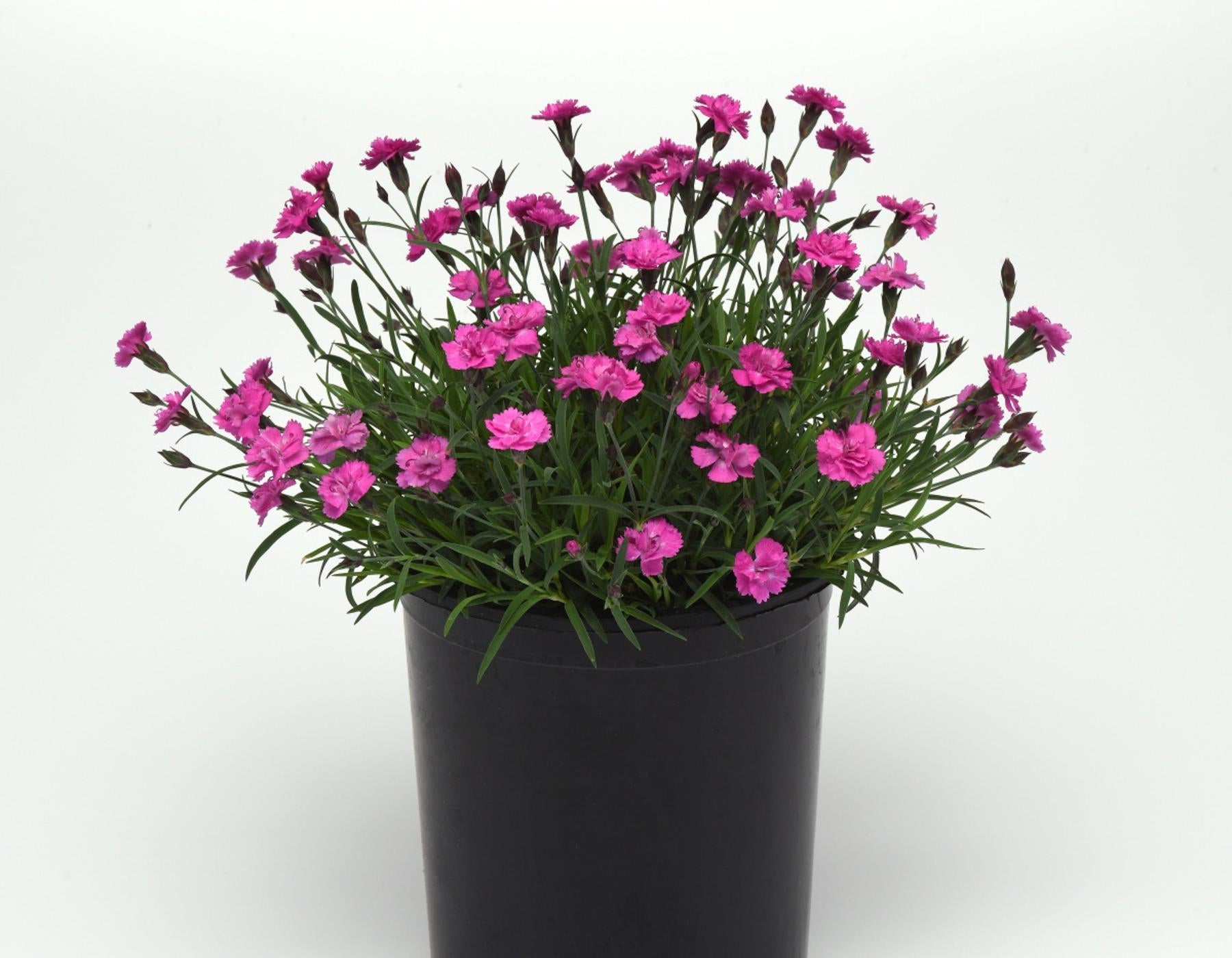 G5250 Dianthus 27mountain Frost Pink Pompom 27 2 C1564a65 D347 4ab7 A1eb E1919ed378c6 from www redcrocus com