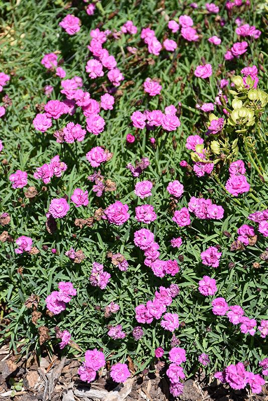 G5250 Dianthus 27mountain Frost Pink Pompom 27 31 5a26a3c6 04bb 41cb A3a8 7996585c1156 from www redcrocus com