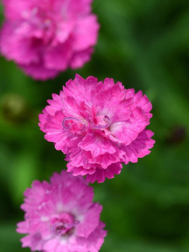 G5250 Dianthus 27mountain Frost Pink Pompom 27 4 8c2b1e2d 6794 491c 947d 2d2579bd11e8 from www redcrocus com