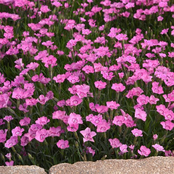 G5250 Dianthus 27mountain Frost Pink Pompom 27 7 Dac1a149 B003 4b04 8b22 905d49524e47 from www redcrocus com