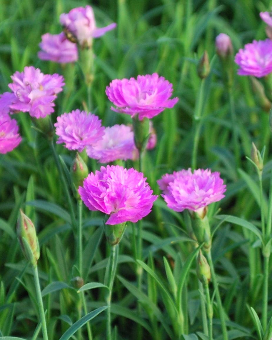 G5250 Dianthus 27mountain Frost Pink Pompom 27 8 C0c531d4 D470 414f B3f5 3c6aa3dbd36c from www redcrocus com