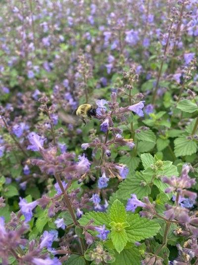 G5253 Nepeta X Faassenii Kitten Around 10 F081f9f2 F06c 4b2c B7a9 C8498150bfe2 from www redcrocus com