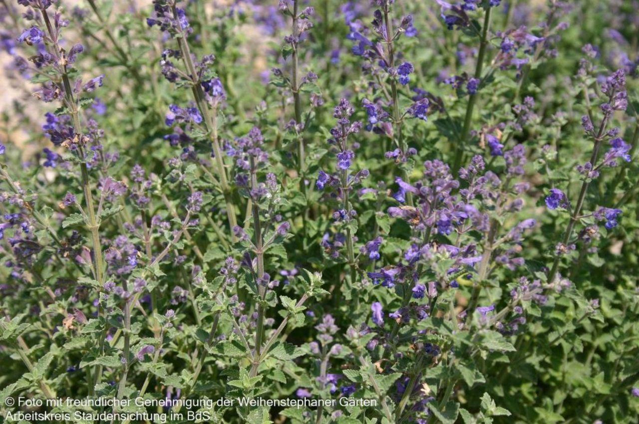 G5253 Nepeta X Faassenii Kitten Around 12 7f6d963f Ca39 4fd4 86f6 E173ac863a43 from www redcrocus com
