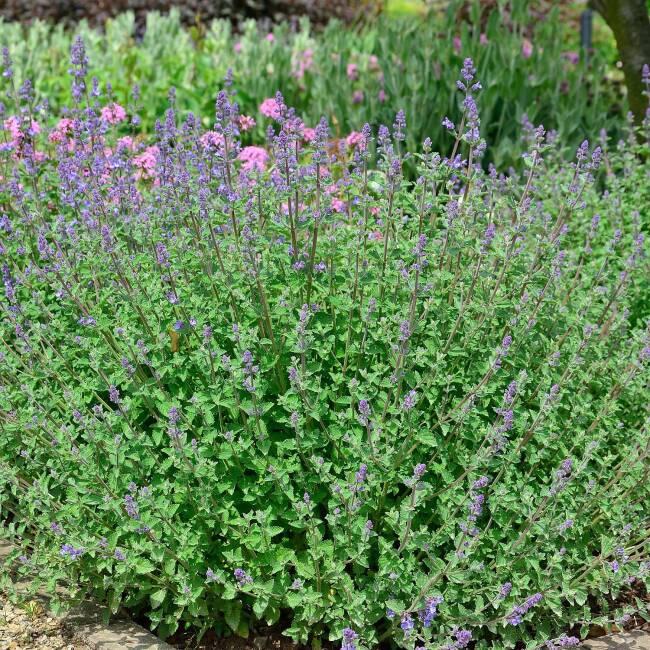 G5253 Nepeta X Faassenii Kitten Around 14 Cb43efb4 6a35 42c0 9e57 Da8659b35479 from www redcrocus com