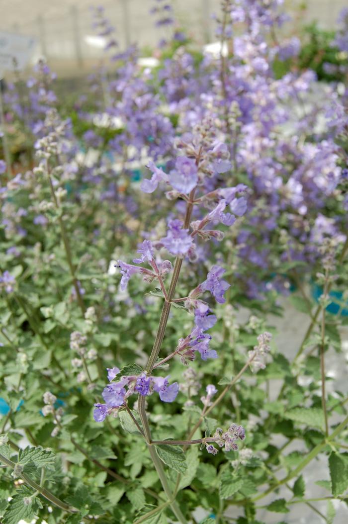 G5253 Nepeta X Faassenii Kitten Around 15 4106b2e1 C75f 474c 80e9 8689a5355fb9 from www redcrocus com