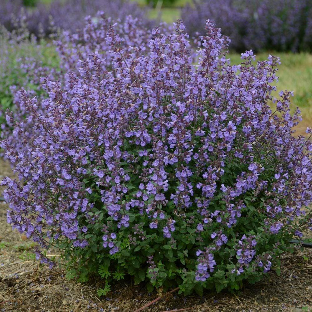 G5253 Nepeta X Faassenii Kitten Around 1 8bd2a5ca 6b38 4442 9d24 4a984de689b1 from www redcrocus com