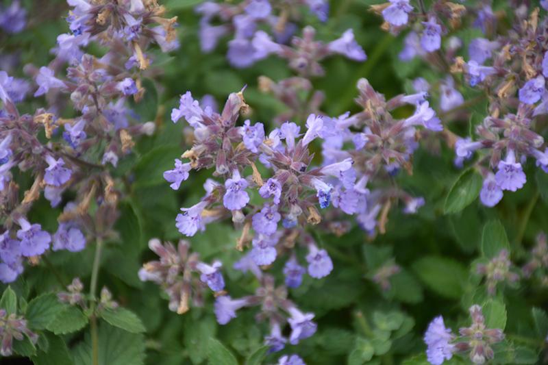 G5253 Nepeta X Faassenii Kitten Around 2 Cd440125 E5a4 4703 B373 5254375bc516 from www redcrocus com