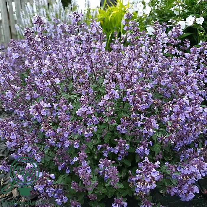 G5253 Nepeta X Faassenii Kitten Around 4 1e3fef33 0cf1 4c4a Acaa C769689544b1 from www redcrocus com