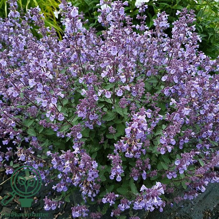 G5253 Nepeta X Faassenii Kitten Around 6 Ee5039b5 C34e 48a1 A8e2 2886e6ce6040 from www redcrocus com