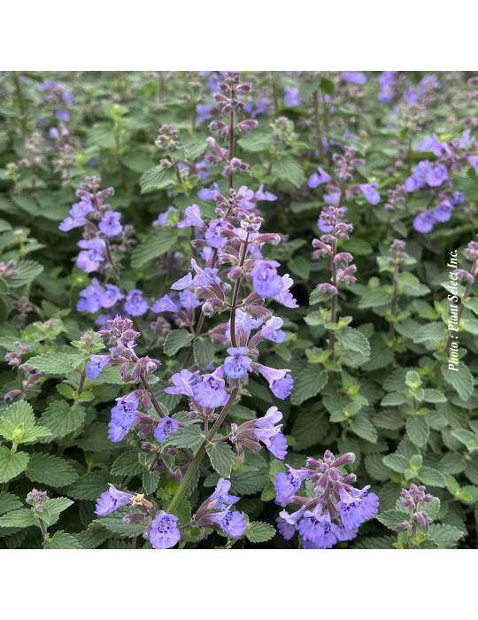 G5253 Nepeta X Faassenii Kitten Around 8 5a252174 9e4f 4656 Abc3 58d9939c6613 from www redcrocus com