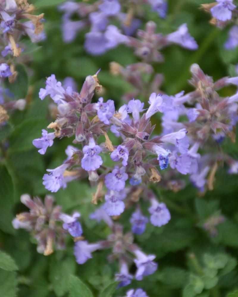 G5253 Nepeta X Faassenii Kitten Around 9 4aa057eb B88d 410c A936 62c344da80d9 from www redcrocus com