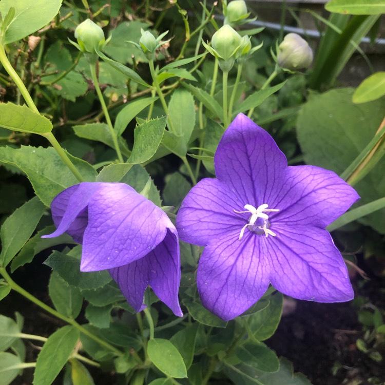 G5255 Platycodon Grandiflorus Astra Blue - View 10 from www redcrocus com