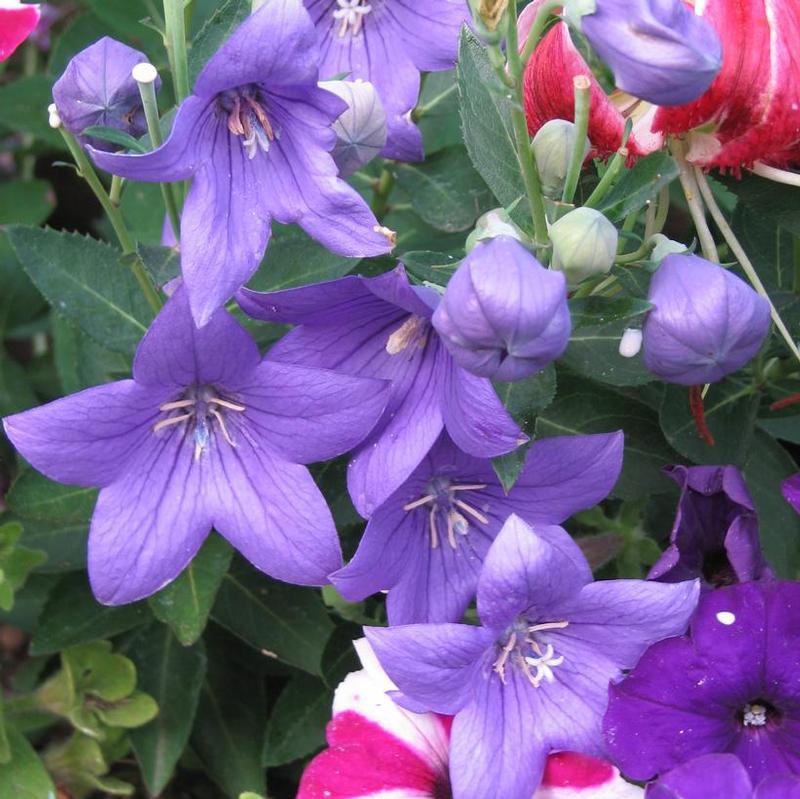 G5255 Platycodon Grandiflorus Astra Blue - View 11 from www redcrocus com